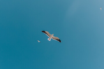 seagull in flight
