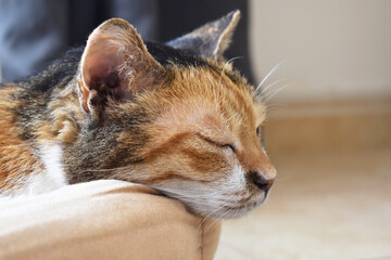 Calico cat sleeping in cat bed at home.  Happy pet relaxing in a house. 