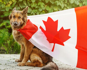 German Shepherd dog is sitting wrapped in a Canadian flag. Flag is waving on the wind.