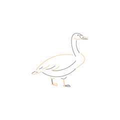 swan bird sketch vector illustration 