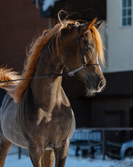 Head of a beautiful chestnut arabian horse with long mane, portrait closeup.