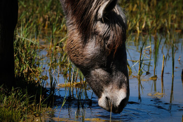 Caballo alimentándose en un humedal