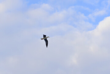 The seagull flies in the blue sky.