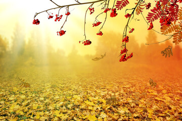 Autumn natural background or design with red rowan berries. Autumnal leaves are flying down. Beautiful seasonal landscape.