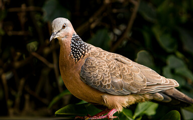 Spotted Dove (Streptopelia chinensis ) in Princeville, Kauai, Hawaii