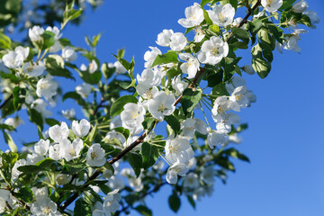 Apple tree flowers on blue sky background. Tree branch with white flowers.