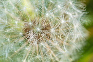 Summer dandelion close up. Detailed down on a dandelion. The texture of the down of the plant