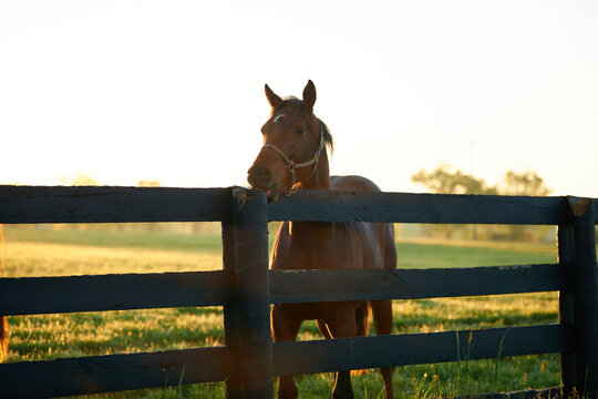 Thoroughbred Horse nibbling on fence post.