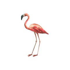 Pink flamingo, watercolor illustration. An isolated object from a large set of CUBA. For the design, design and composition of postcards, posters, frames, stickers, prints, patterns.