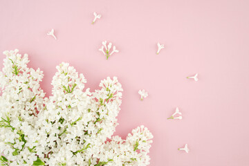 White summer lilac branches. The apple tree is blooming. Summer flowers on a pink background. Top view flat lay with copy space