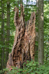 A dead tree, a rotten trunk that is a shelter for small animals. The tree will turn into biomass and transfer energy to other plants and living organisms. Old forest in the Carpathians