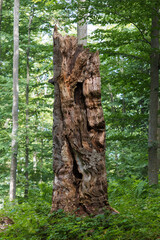 A dead tree, a rotten trunk that is a shelter for small animals. The tree will turn into biomass and transfer energy to other plants and living organisms. Old forest in the Carpathians