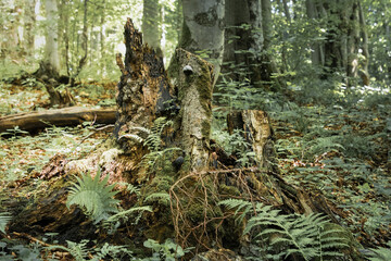 A dead tree, a rotten trunk that is a shelter for small animals. The tree will turn into biomass and transfer energy to other plants and living organisms. Old forest in the Carpathians