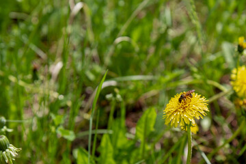Fototapeta premium Background looks like a bee on a yellow dandelion flower against the background of green meadow grasses.