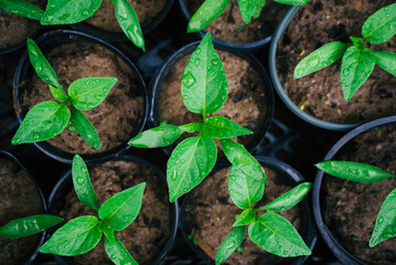 green young seedlings of bell peppers in black cups ready for planting in the ground 1