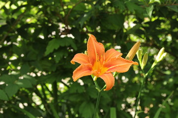a beautiful orange lily in the flower garden closeup and green leaves in the background