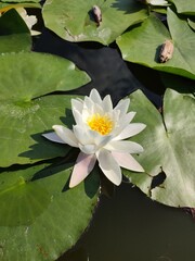 White water lilies in a pond with water lily leaves on a summer day
