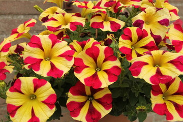 a group red and yellow striped petunias in a flower garden closeup