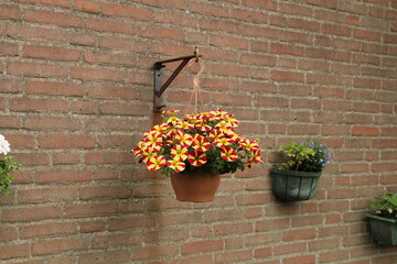 a hanging basket with beautiful red and yellow petunias at a wall in a flower garden - Powered by Adobe
