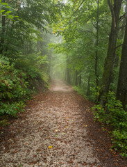 Fototapeta na wymiar Road in a foggy autumn forest
