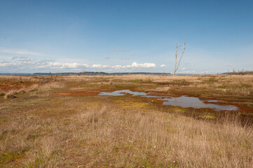 Obraz premium Dry tree stem in the Billy Frank Jr. Nisqually National Wildlife Refuge, WA, USA