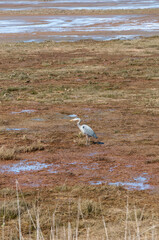 Sandhill Crane staying in the Billy Frank Jr. Nisqually National Wildlife Refuge, WA, USA