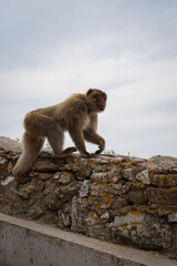 japanese macaque sitting on the rock