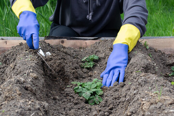 A girl in blue and yellow gloves spuds potato sprouts with a spatula