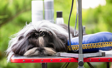 shih-tzu on the grooming table befor dog show