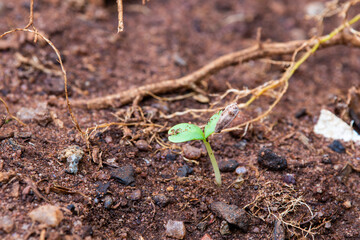 Single young seed germination and plant growing.
