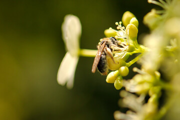 Wild bee collecting nectar