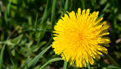 Spring flower yellow dandelion on green grass background.