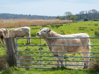 Obraz premium Cow on gate in Sussex