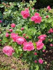 The photo shows raspberry-colored family rose bushes in the daytime. In abundance of leaves. Season spring, summer. Flowers at the peak of flowering.