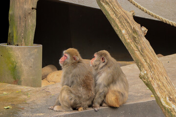 Monkey couple in the zoo in summer © vir