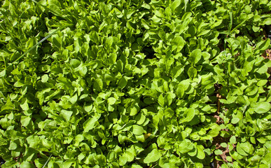 Arugula or eruca vesicaria growing in the field.  Arugula cultivation. Top of view.