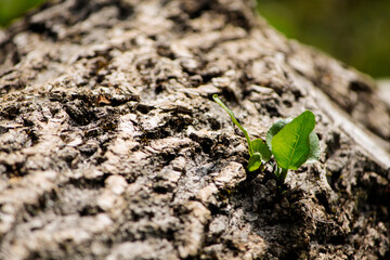 leaf on the ground