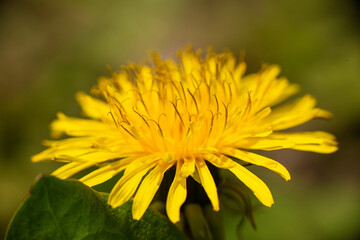 Spring flower yellow dandelion on green grass background.