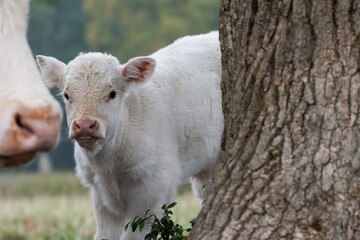 Fototapeta premium Vaches