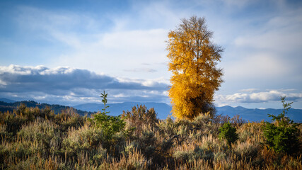 Single tree looking east in Grand Teton National Park