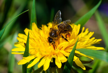 Honey bee takes nectar on spring yellow dandelion flower