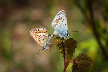 Fototapeta na wymiar A couple of the silver-studded blue butterflies, a brown female and a blue male sitting back to back on a leaf mating. Blurry background. Sunny summer day.
