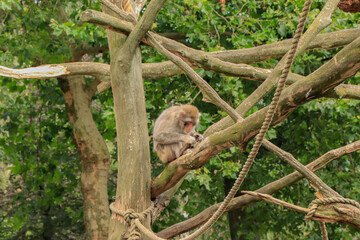 monkey deworming itself on a tree trunk in the zoo in summer