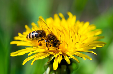 Honey bee takes nectar on spring yellow dandelion flower