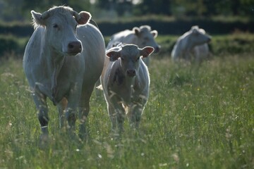 Fototapeta premium Vaches