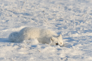 Obraz premium Wild arctic fox (Vulpes Lagopus) in tundra in winter time. White arctic fox lying. Sleeping in tundra.