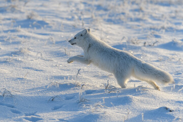 Wild arctic fox (Vulpes Lagopus) in tundra in winter time. White arctic fox running.