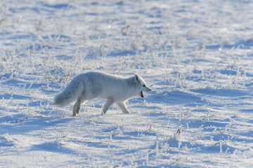 Wild arctic fox (Vulpes Lagopus) in tundra in winter time. White arctic fox.