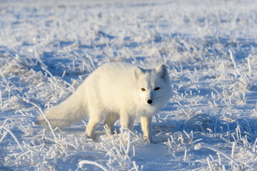 Wild arctic fox (Vulpes Lagopus) in tundra in winter time. White arctic fox.