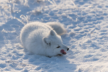 Obraz premium Wild arctic fox lying in tundra in winter time. Funny arctic fox playing.